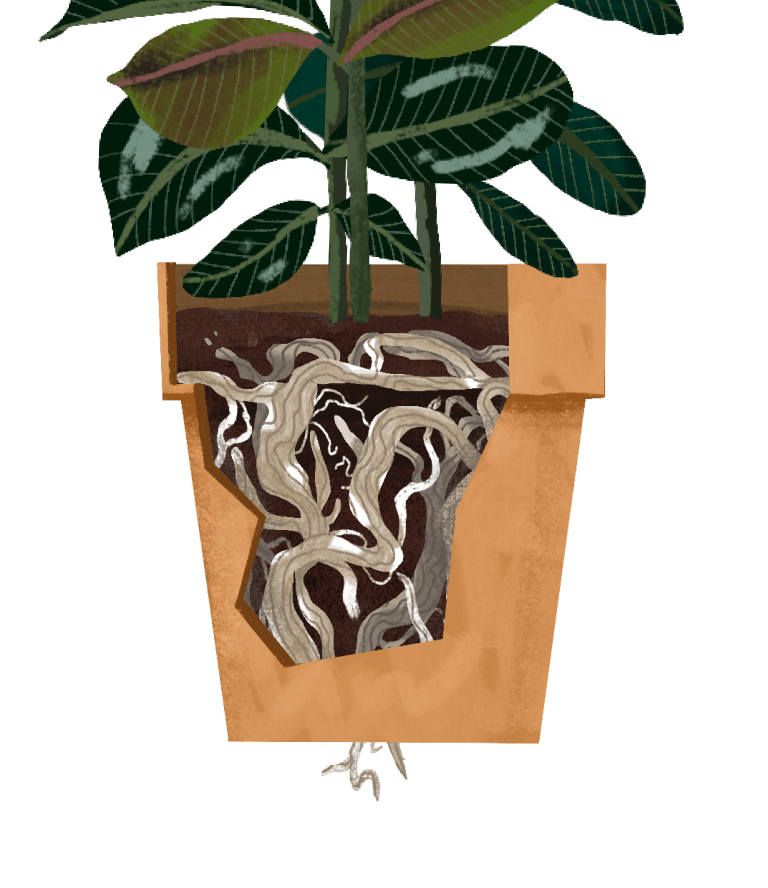 Rubber Tree Plant Care Guide